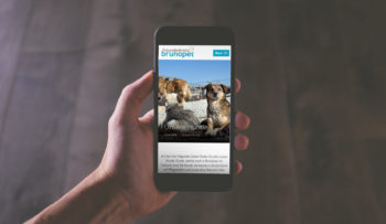 Webdesign freundeskreisbp